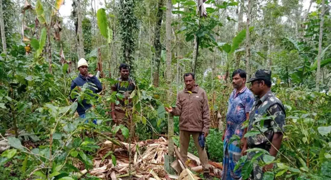  Elephants enter the garden and destroy the farmland!