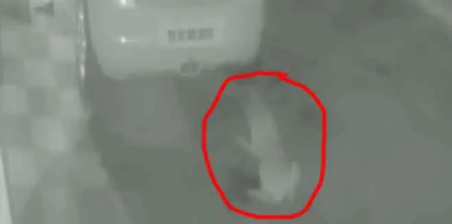 poisoning to 15 street dogs... people report with cctv footage  