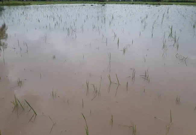 cuddalore heavy rain agriculture land flood 