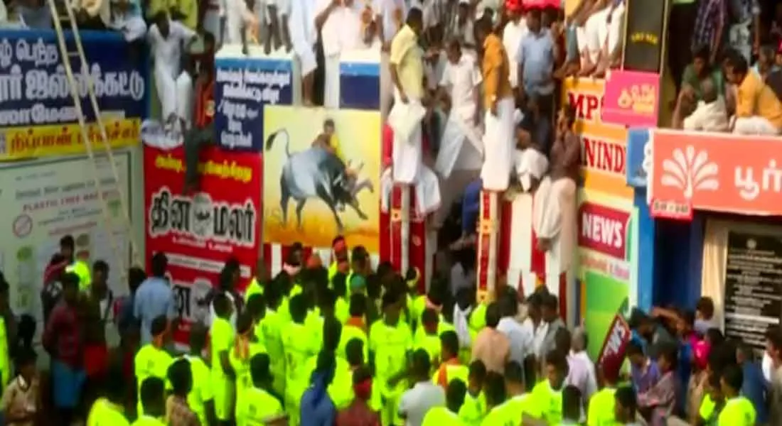 jallikattu 