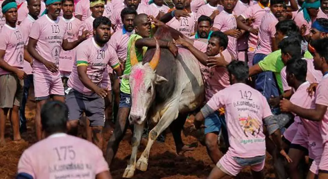  6 people injured in Alanganallur jallikattu