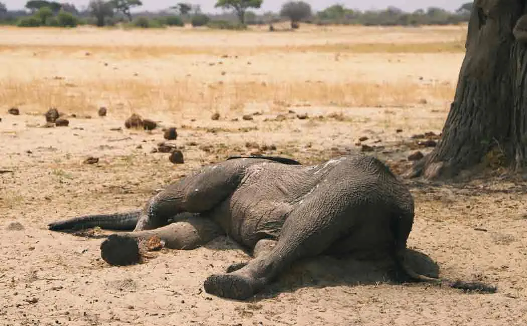 zimbabwe drought costs lives of 200 elephants