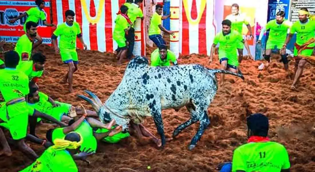jallikattu 2020 ravanan bull... 