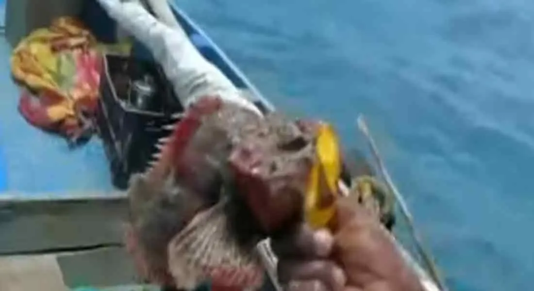 An unseen dumbi fish caught in a fisherman's net in Ramanathapuram!