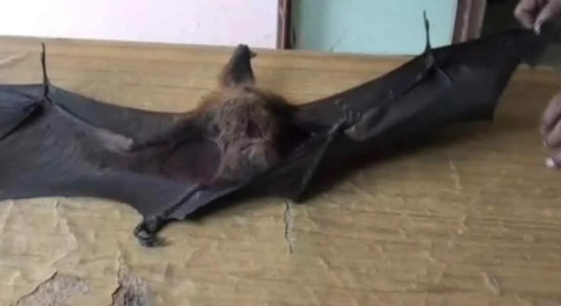  Bats in Karaikal Area Liquor Store!