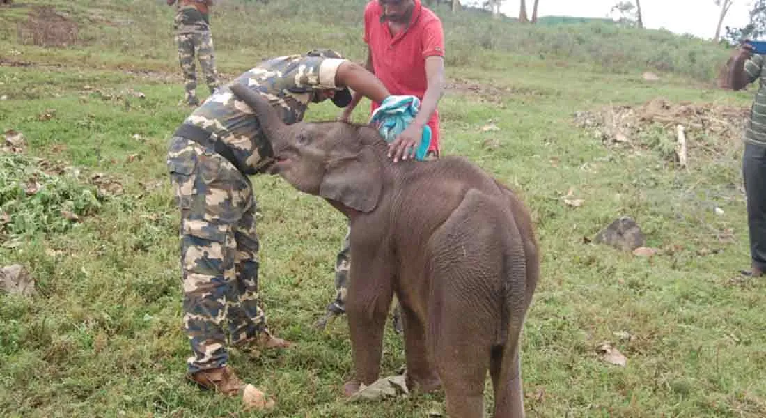 ammu elephant