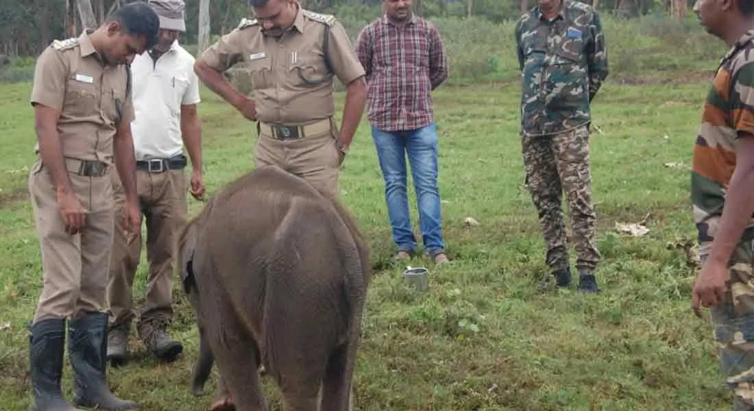  ammu elephant