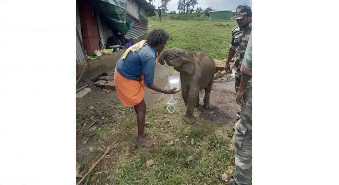  ammu elephant