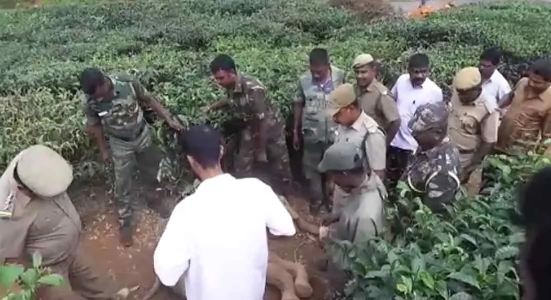 incident in valparai...  mother elephant in strike 