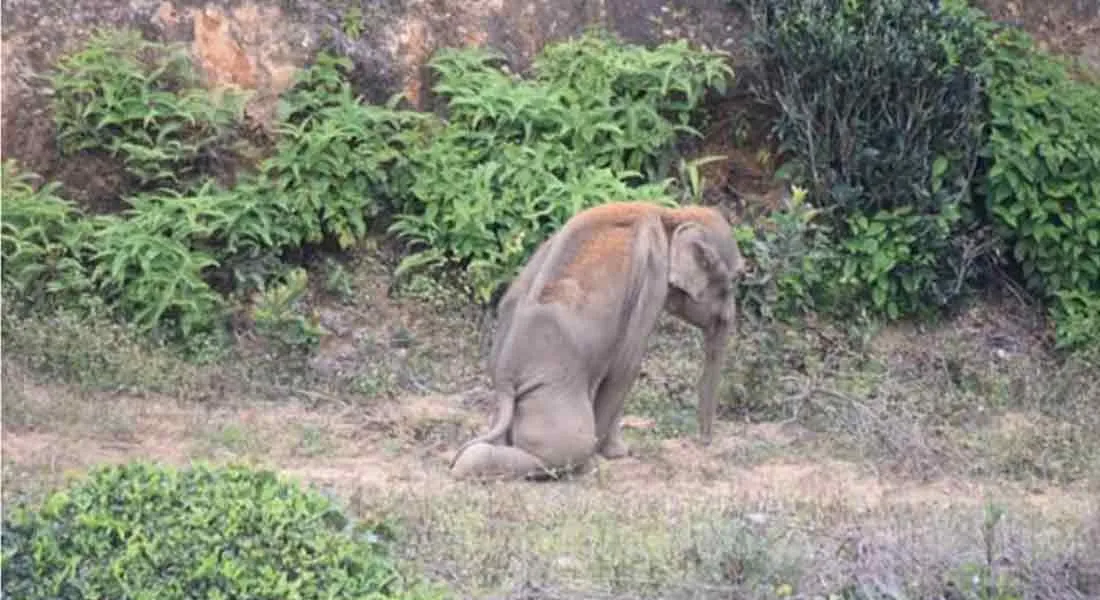 incident in valparai...  mother elephant in strike 