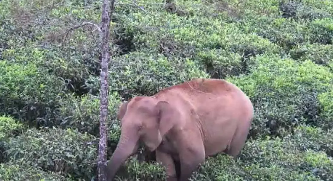 incident in valparai...  mother elephant in strike 