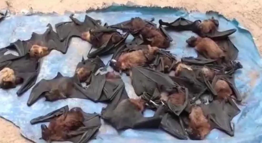  Bats in Karaikal Area Liquor Store!