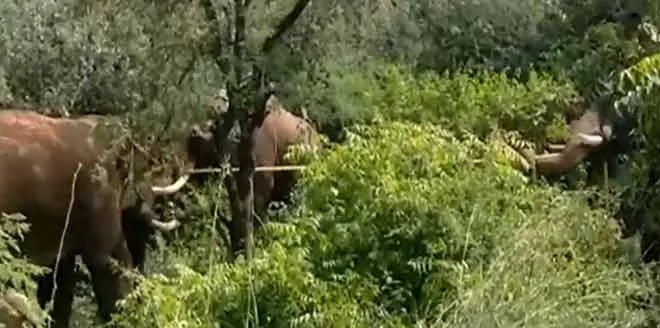 elephant 