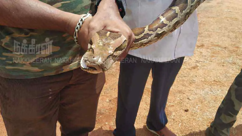  A seven-year-old python caught with 30 eggs in nellai 
