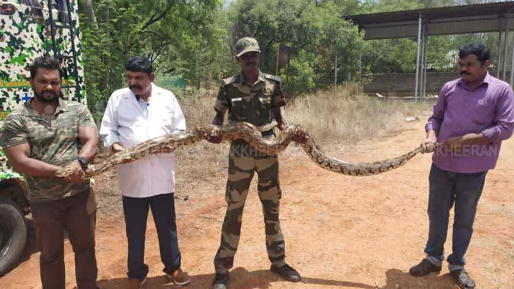  A seven-year-old python caught with 30 eggs in nellai 