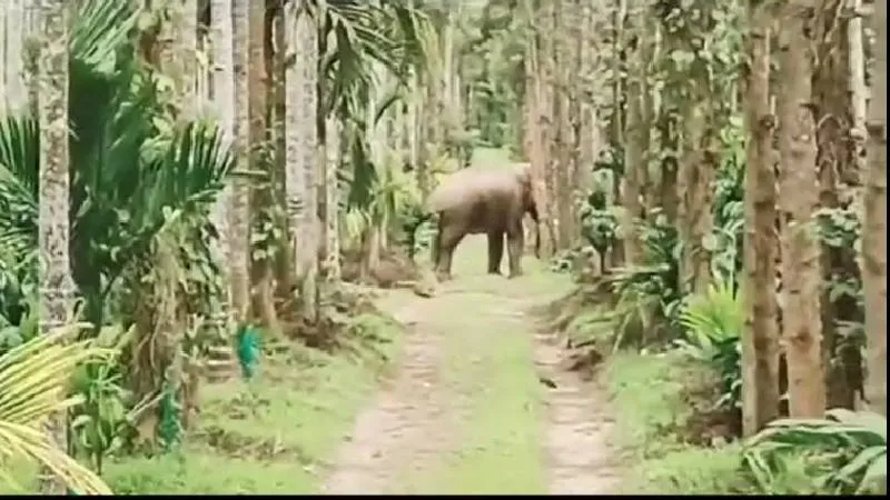 ಕಾಡಾನೆ