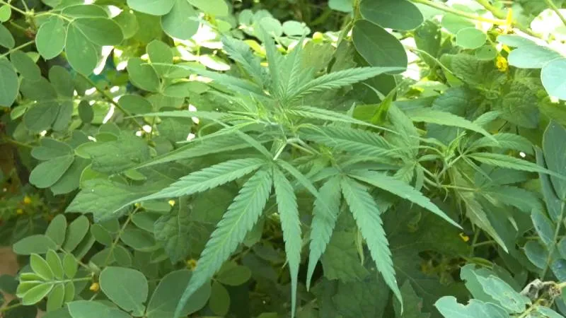 ಮದ್ಯಪಾನ ಮತ್ತು ಧೂಮಪಾನ ಆರೋಗ್ಯಕ್ಕೆ ಹಾನಿಕಾರಕ