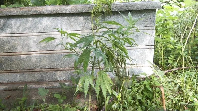 ಮದ್ಯಪಾನ ಮತ್ತು ಧೂಮಪಾನ ಆರೋಗ್ಯಕ್ಕೆ ಹಾನಿಕಾರಕ