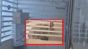 publive-image