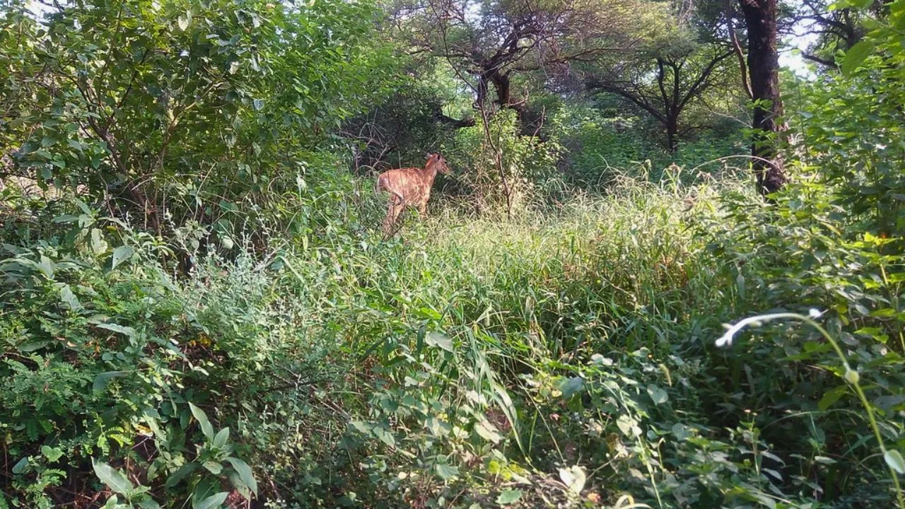 Sanjay Van