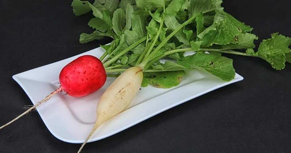 मेटाबॉलिज्म बढ़ाती है मूली