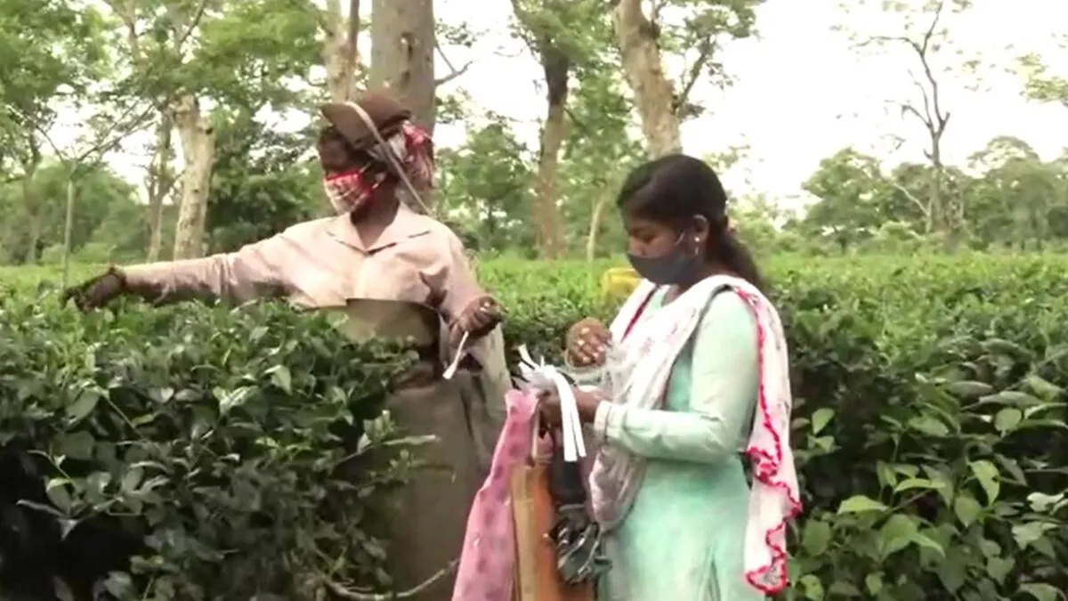 London Olympics torchbearer Pinky now works as daily wage labourer in Assam tea garden - Sports News