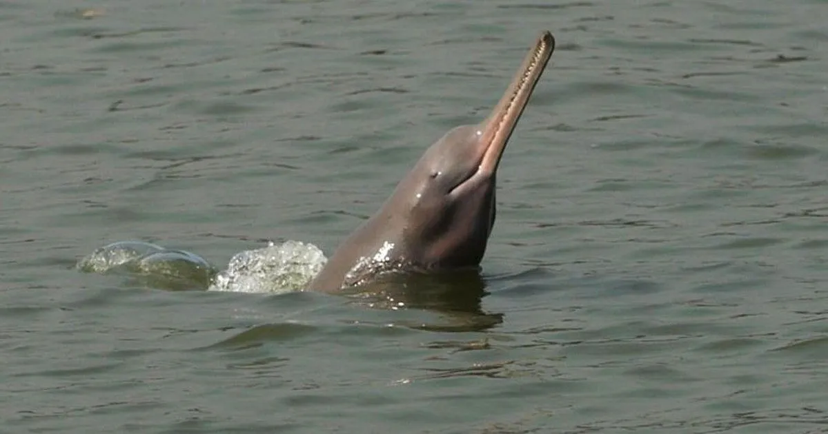 Ganga has become so noisy that river dolphins are struggling to talk to each other