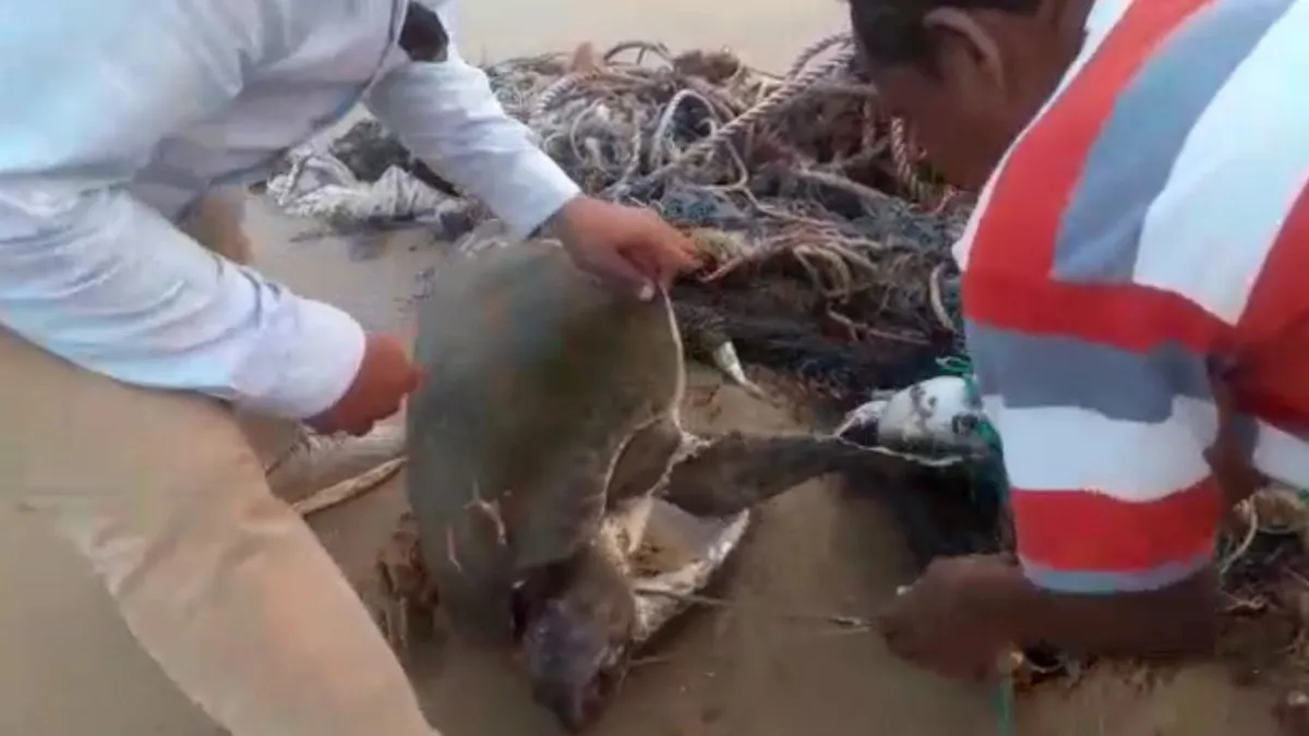 Olive Ridley Rescue