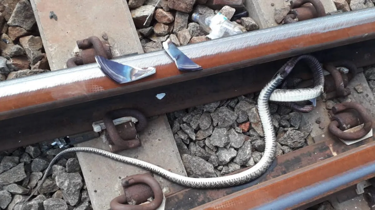 Snake in Train