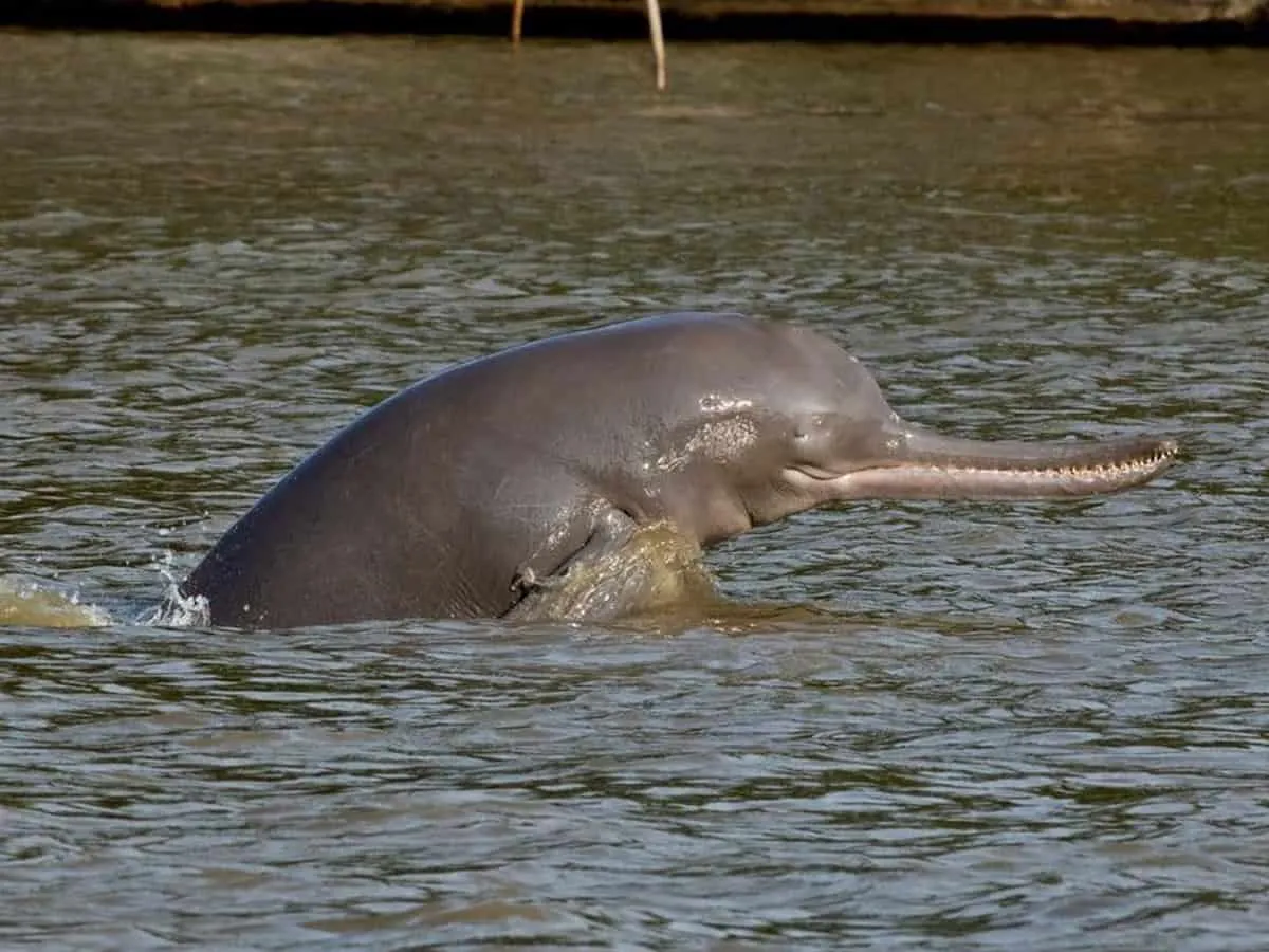 Endangered dolphins spotted in Ganga