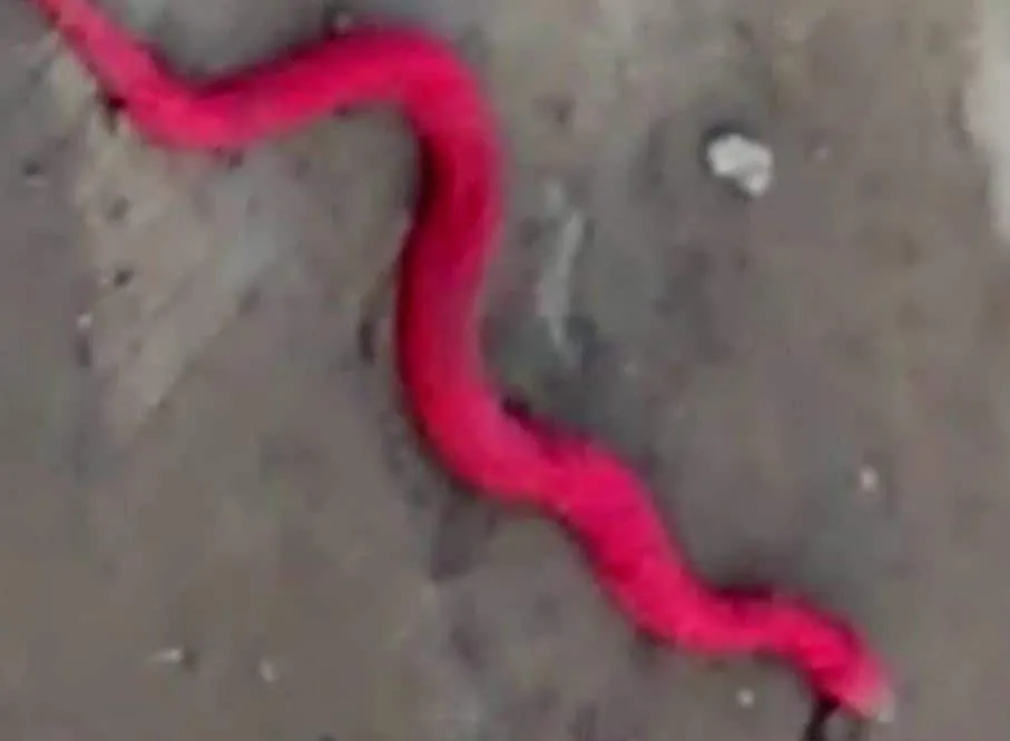 84 साल बाद नैनीताल में दिखा लाल रंग का दुर्लभ सांप, कुखरी जैसे दांत