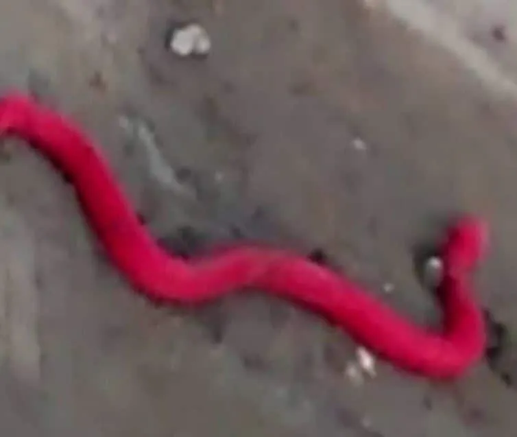 84 साल बाद नैनीताल में दिखा लाल रंग का दुर्लभ सांप, कुखरी जैसे दांत