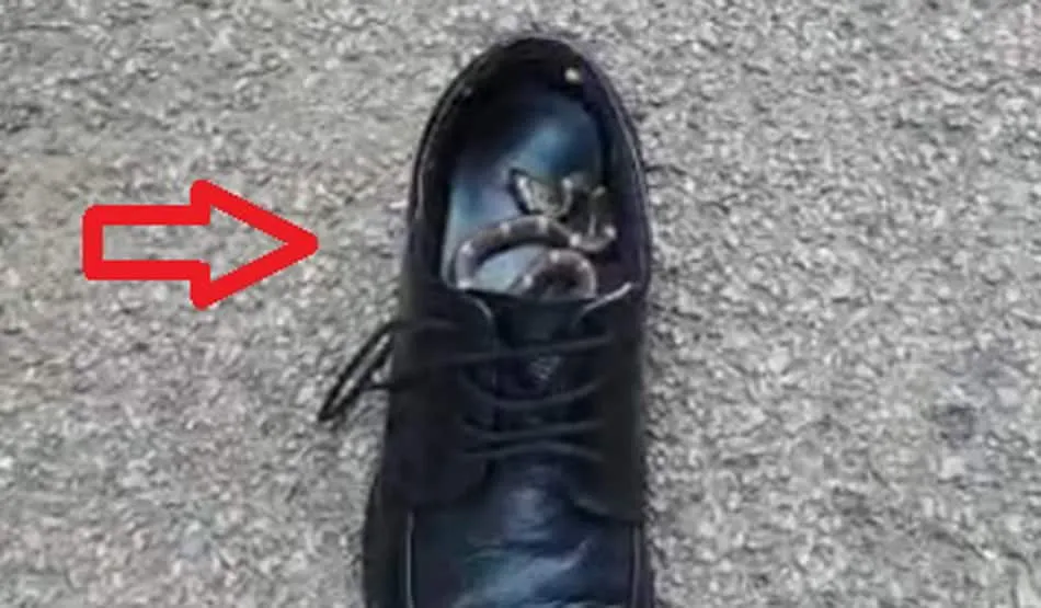 एसपी के जूते में छिपा था जहरीला सांप, मोजे निकालते समय किया हमला