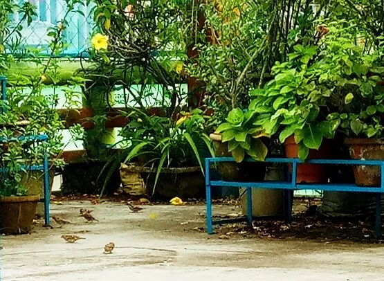 चिड़ियों को दाना चुगाते दिखा एक साल का बच्चा, तस्वीरें वायरल