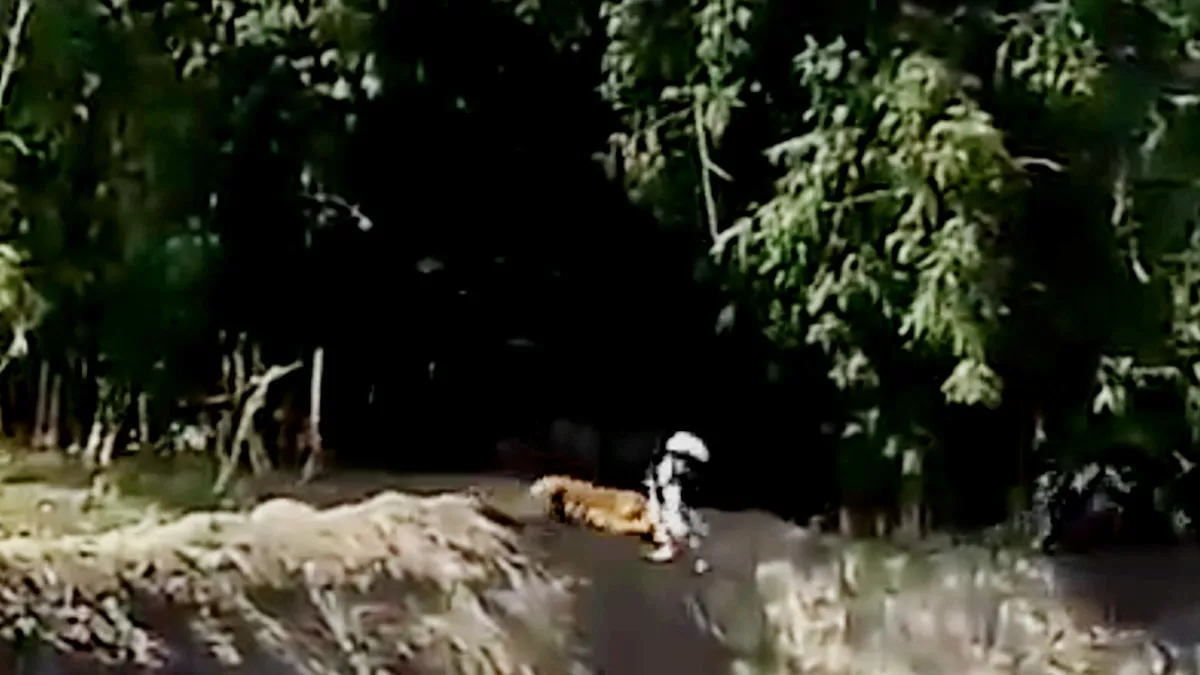  टाइगर ने किया 3 लोगों पर किया अटैक, सोशल मीडिया पर वायरल हुआ लाइव वीडियो 