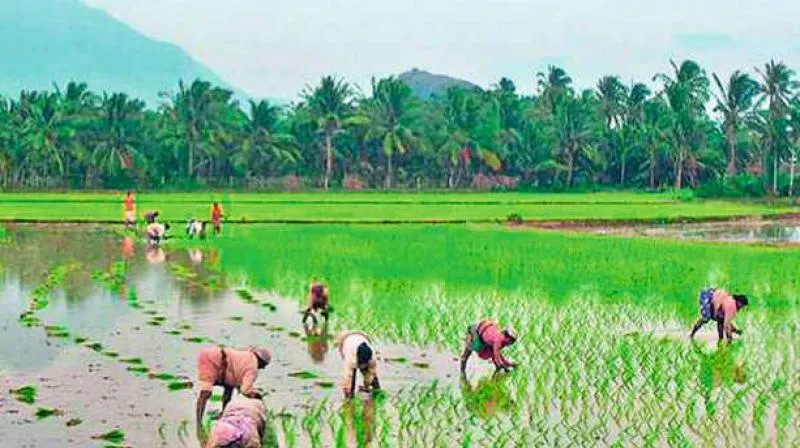 Kerala budget 2017: Palakkad farmers disappointed