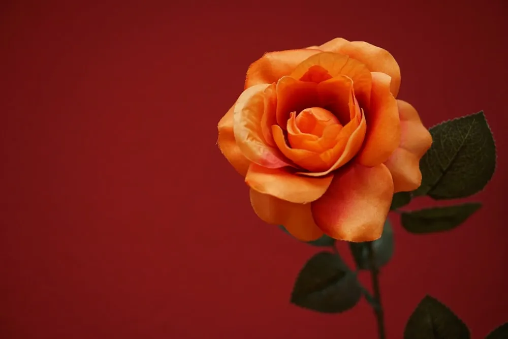 Image result for orange color rose png