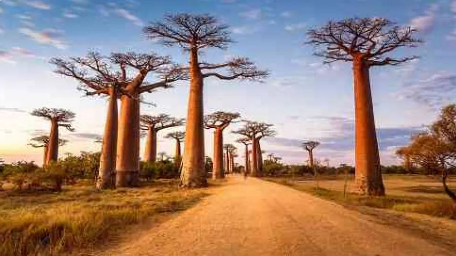 Baobab