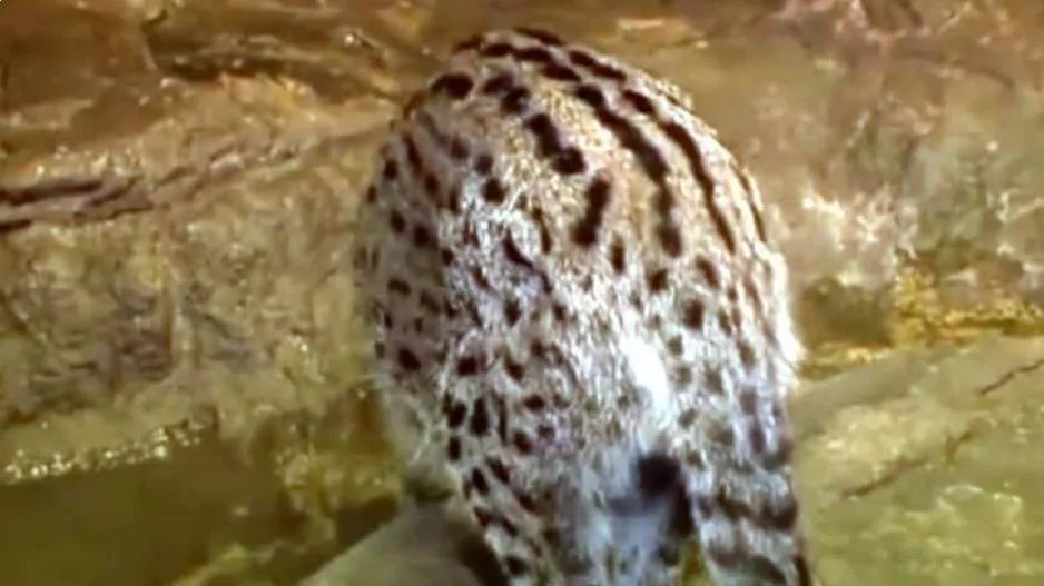 Fishing Cat