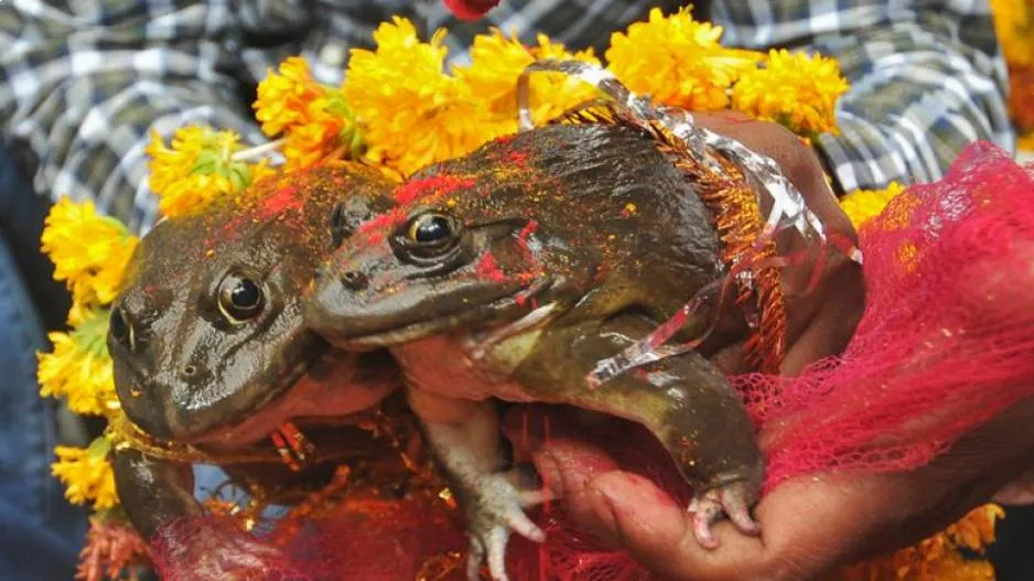 Frog Wedding