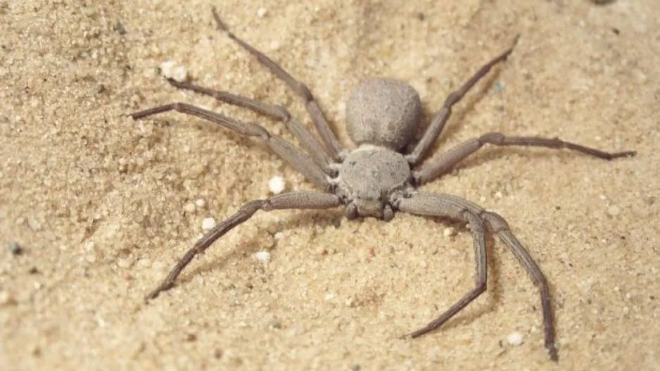 Six Eyed Sand Spider