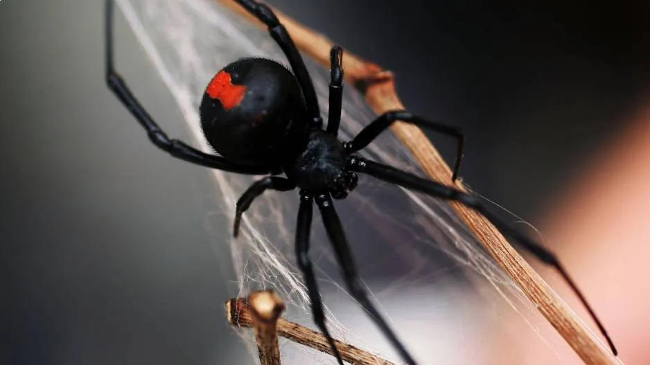 Red Back Spider