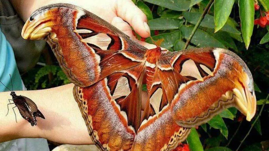 Three headed snake is something else