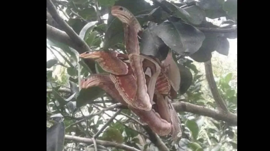 Three headed snake is something else