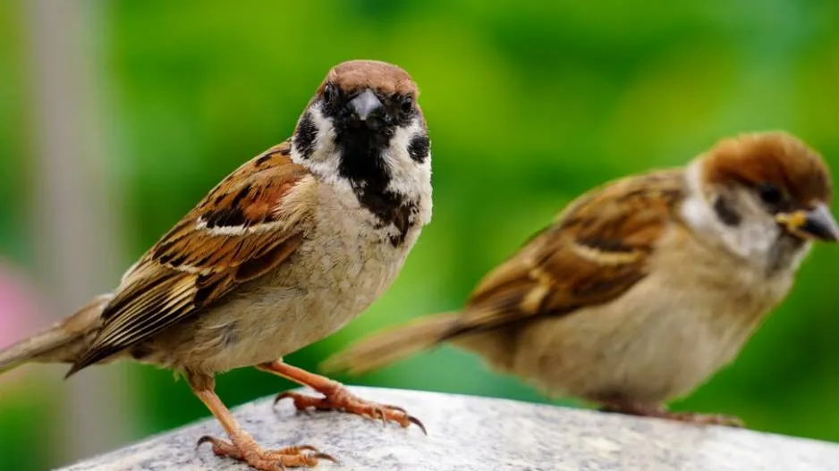10 lakh species will extinct on earth in this century