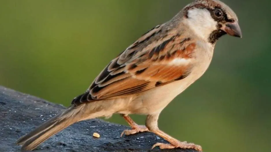 10 lakh species will extinct on earth in this century