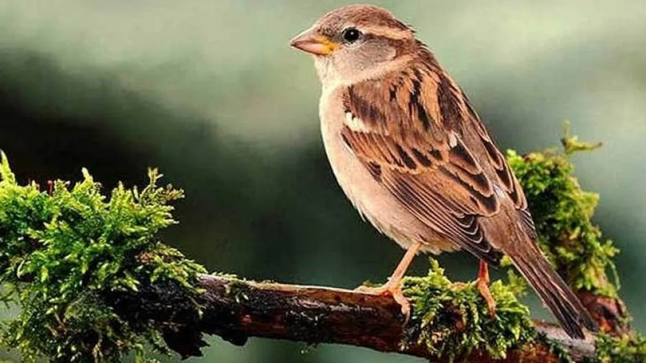 10 lakh species will extinct on earth in this century