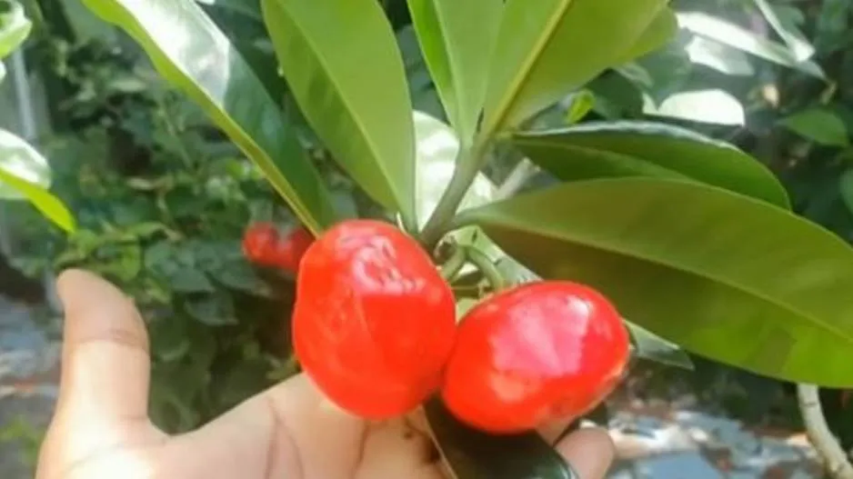Kids eat poisonous fruit looking like apple
