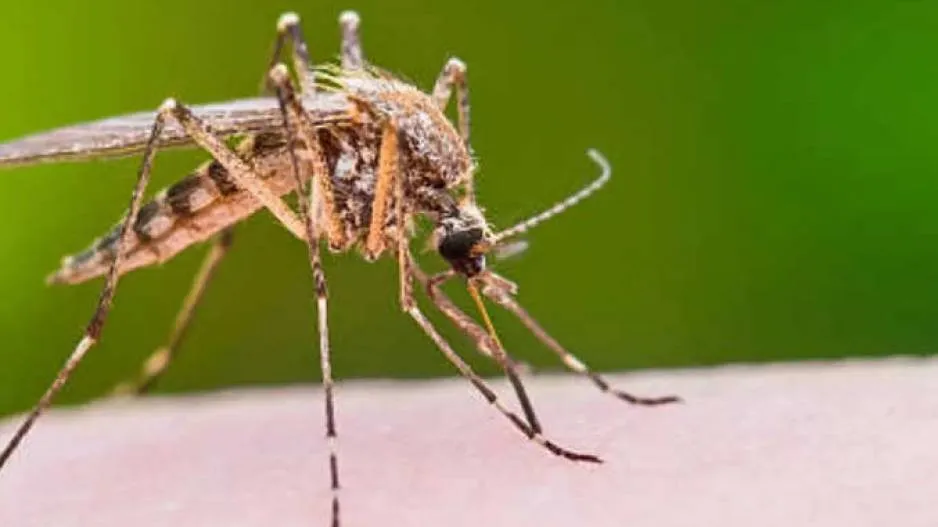 Dengue alert do not take painkillers
