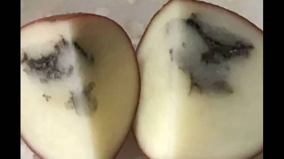 Black in Potato, good or bad